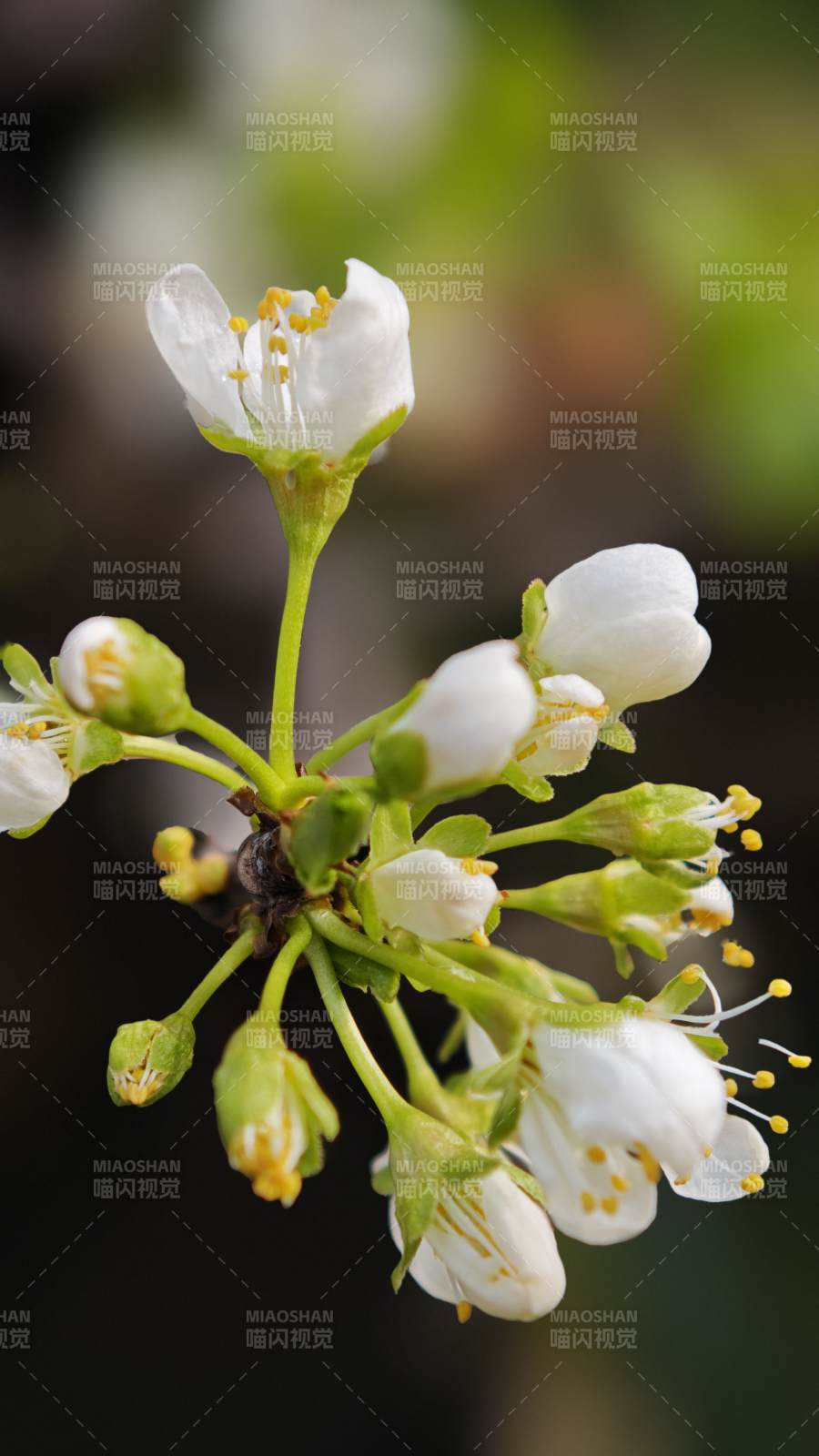 洁白花朵绽放枝头图片