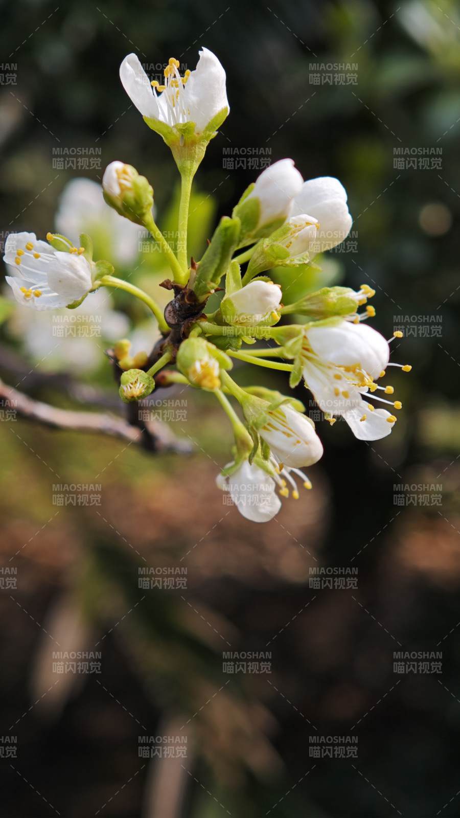 春日梨花绽放图片