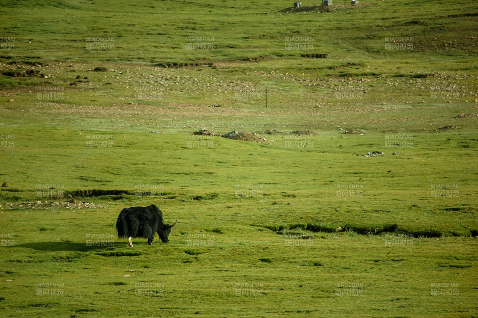 绿野孤牛图片
