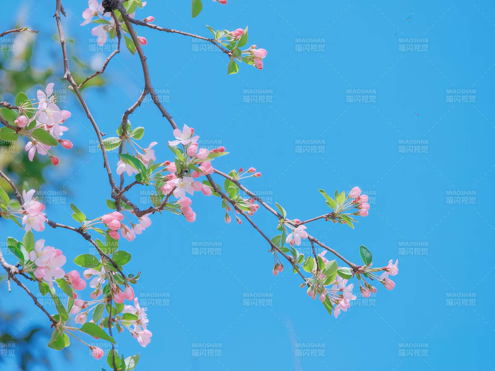 樱花绽放蓝天图片