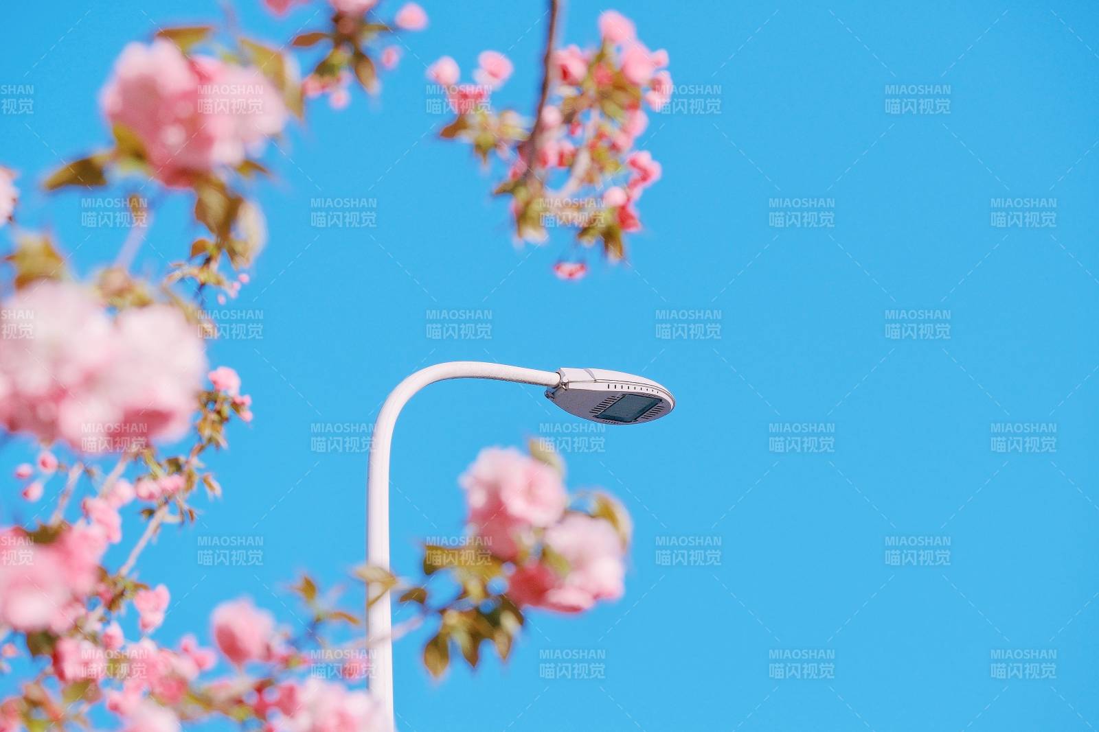 樱花与路灯图片