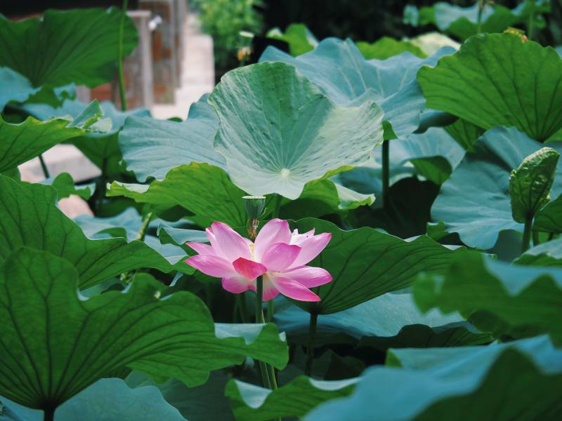 荷花绽放绿叶间图片