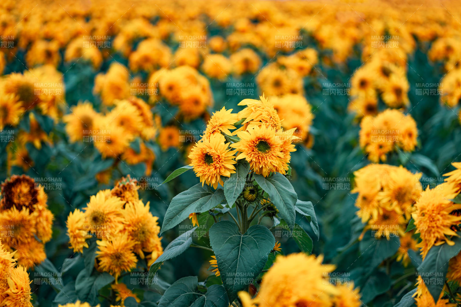 金色向日葵绽放 花海如画图片