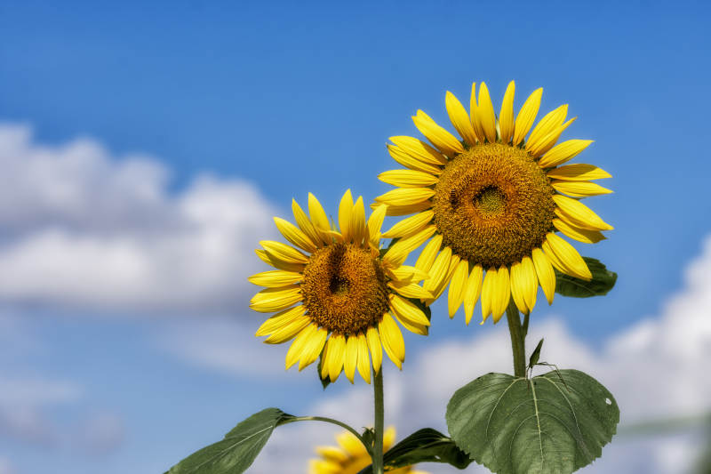 向日葵迎风绽放图片
