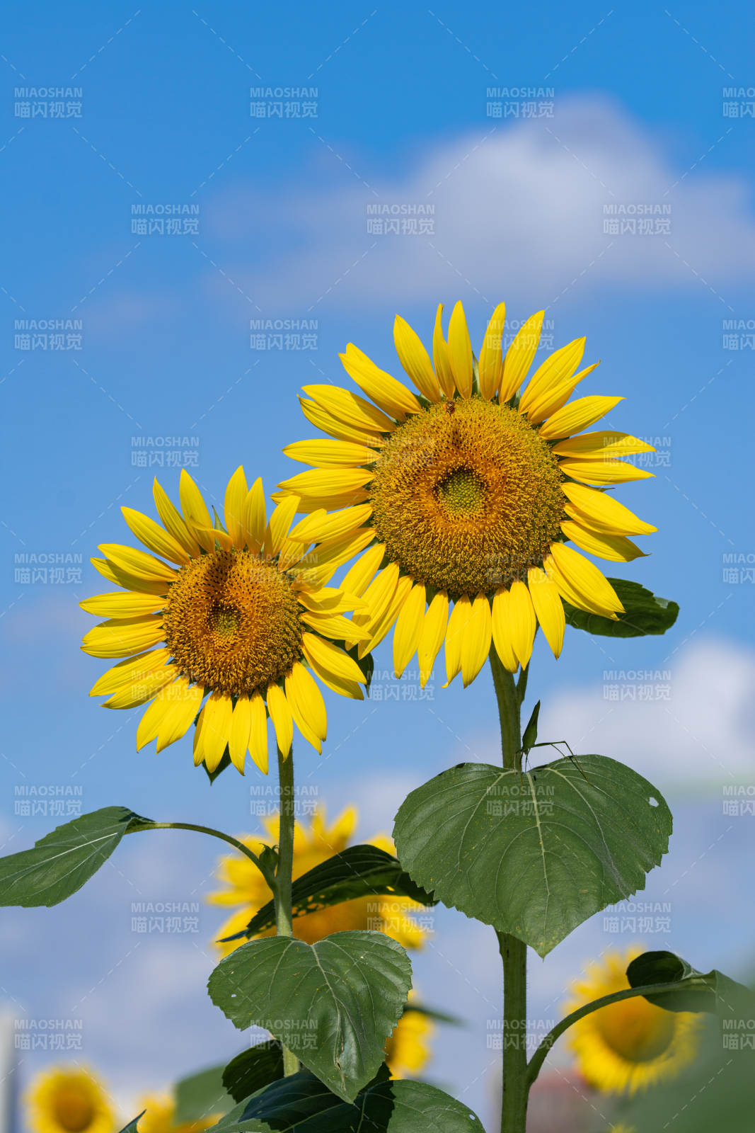 向日葵迎风绽放图片