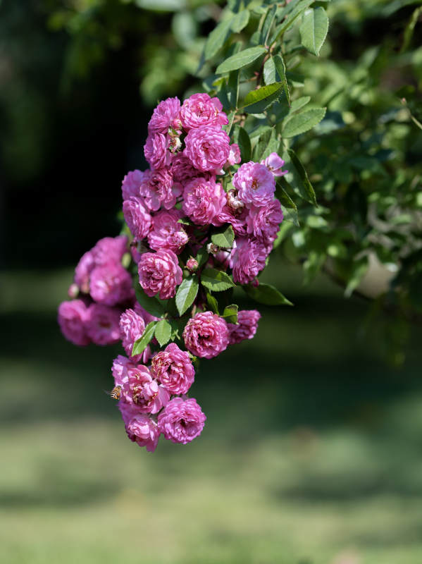 粉红玫瑰绽放枝头图片