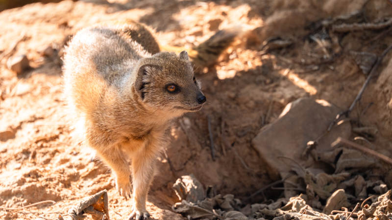 狐獴在沙地觅食图片