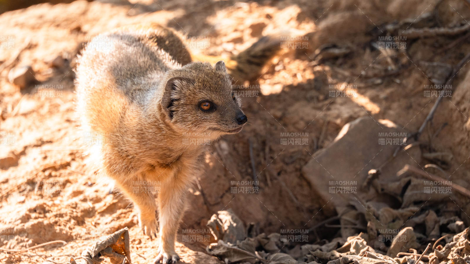 狐獴在沙地觅食图片
