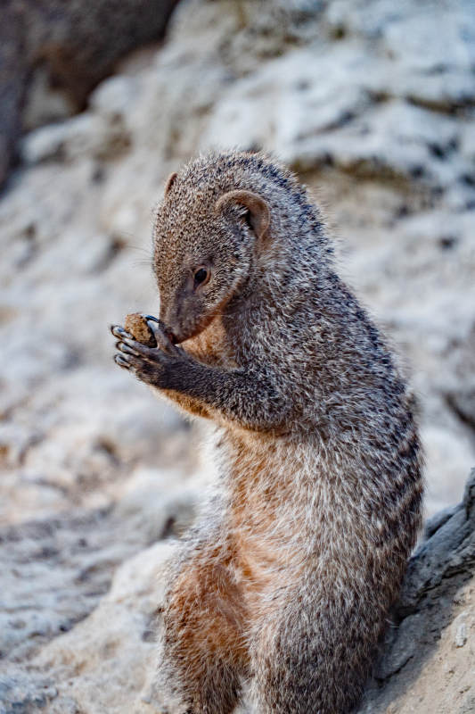 岩缝中的小獴图片