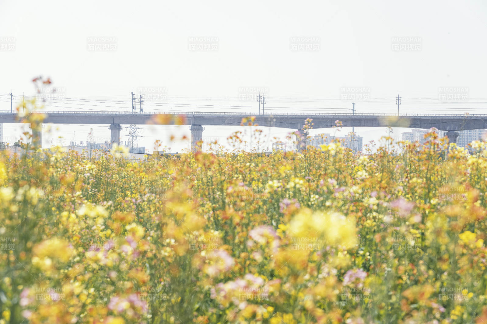 花海与桥影图片