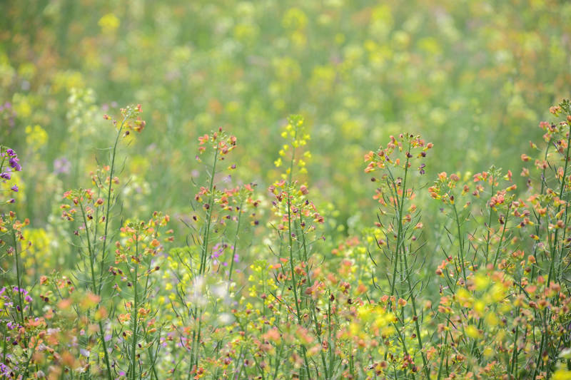 野花盛开的田野图片