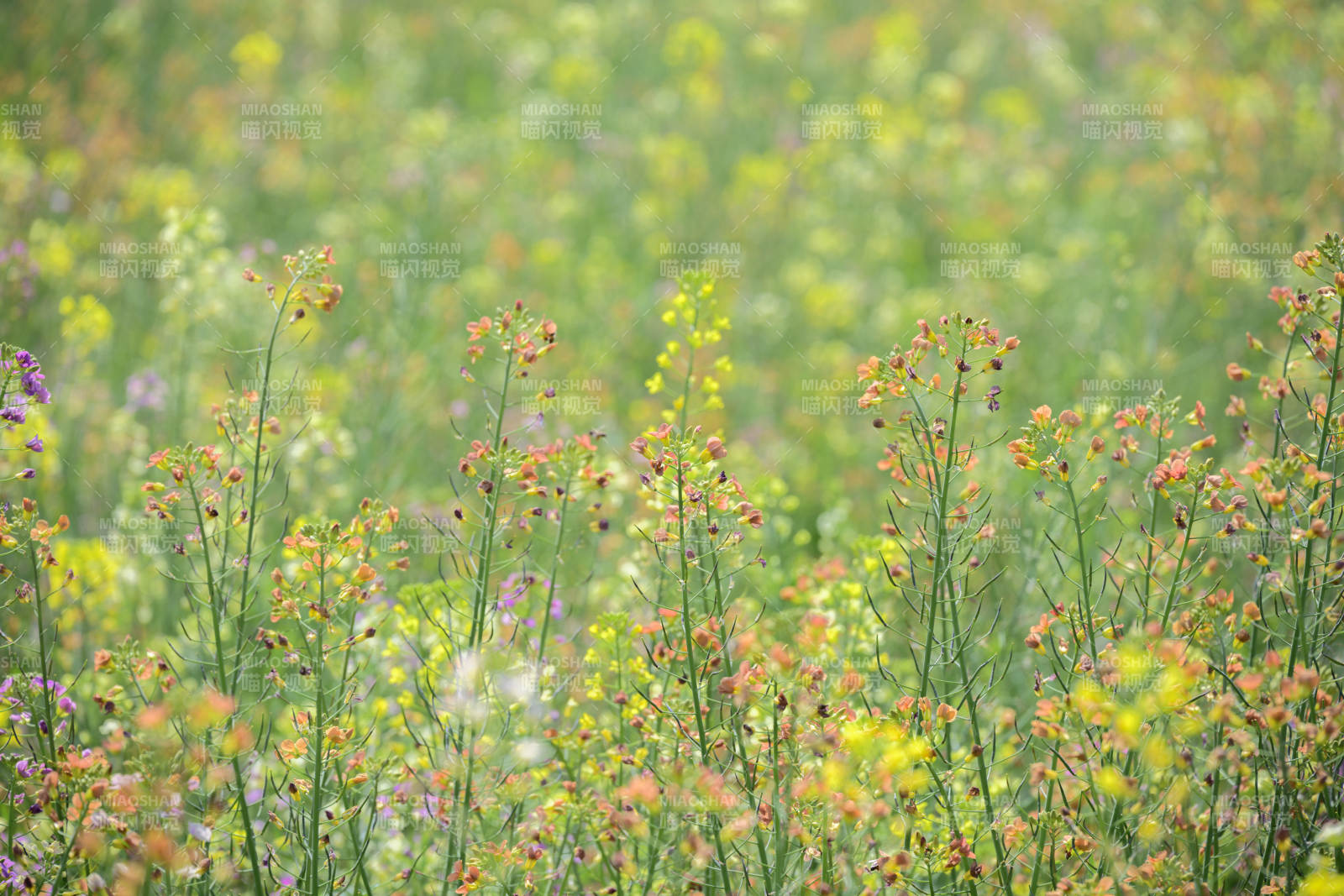 野花盛开的田野图片