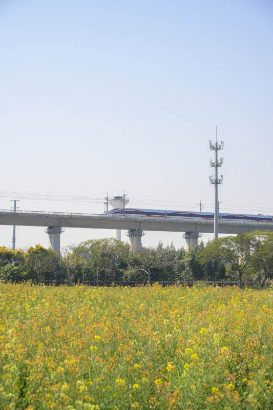 高铁穿行花海间图片