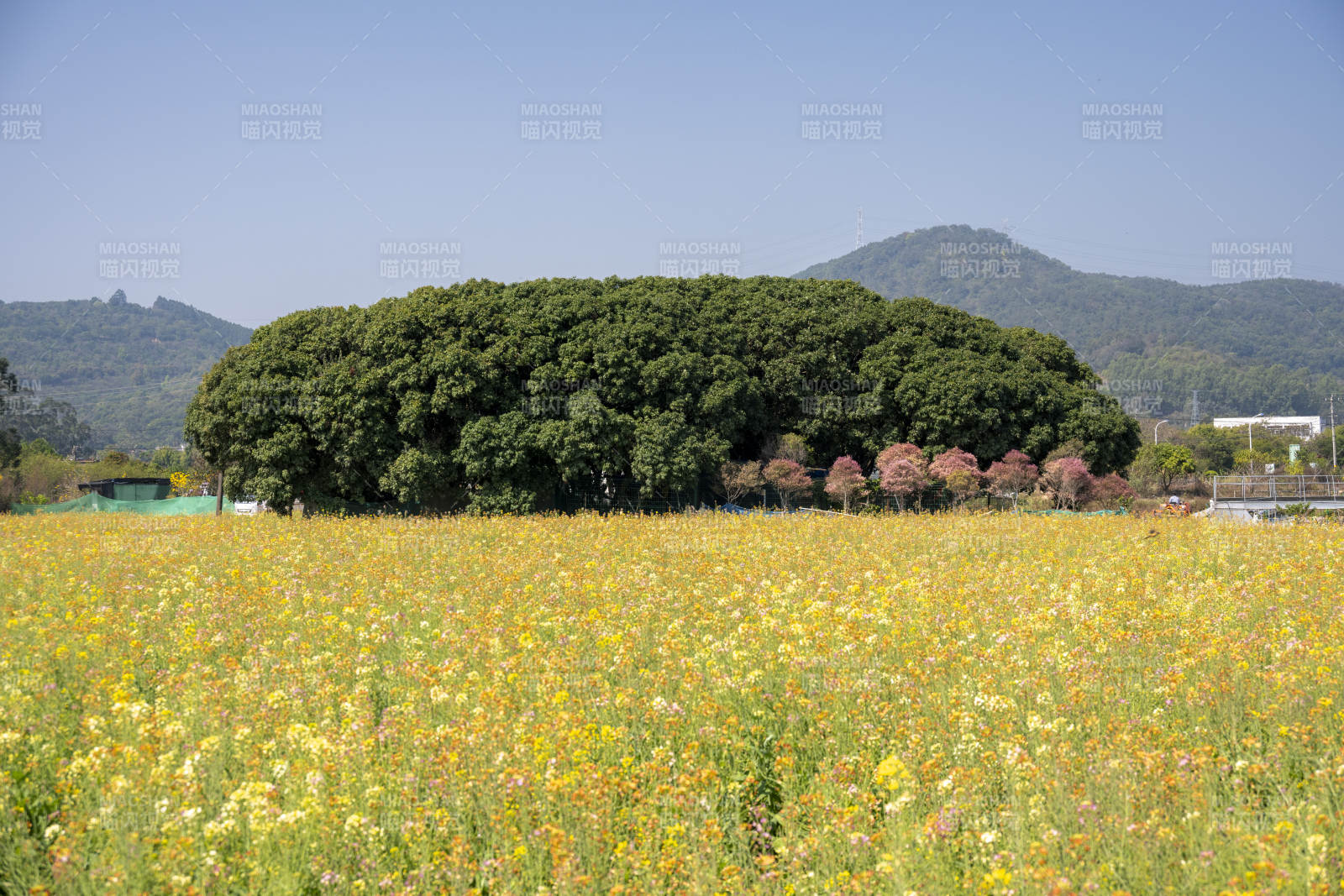 花海与绿树相映图片