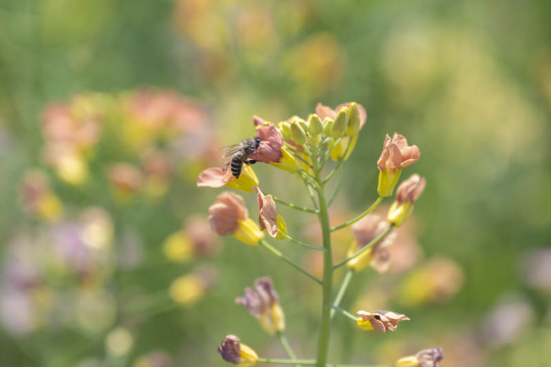 蜜蜂采花蜜图片