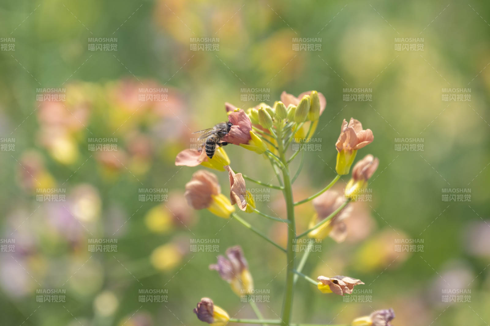 蜜蜂采花蜜图片