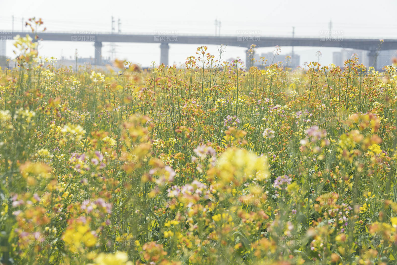 油菜花海映桥影图片