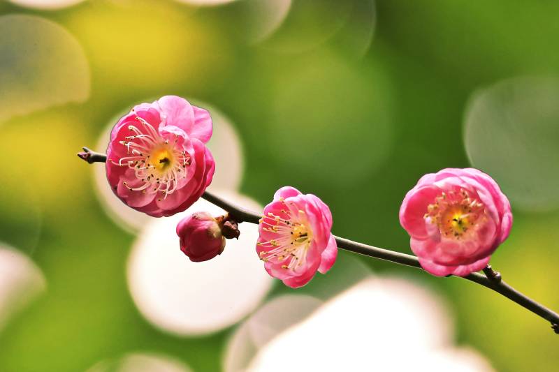 梅花绽放春意浓图片