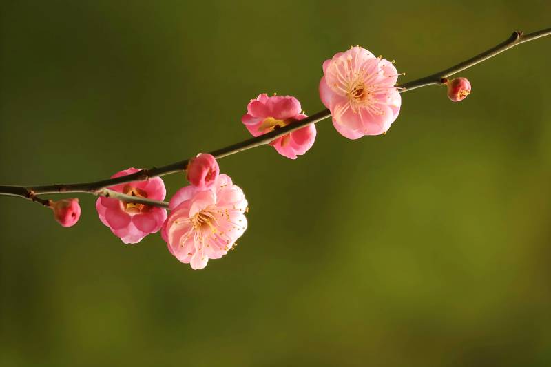 梅花绽放枝头图片