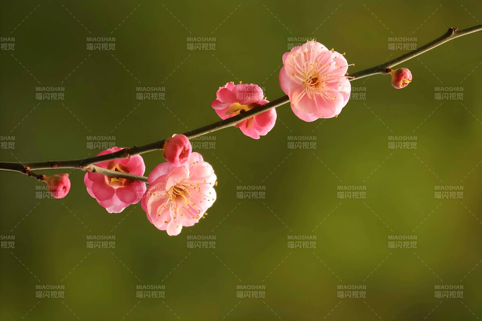 梅花绽放枝头图片