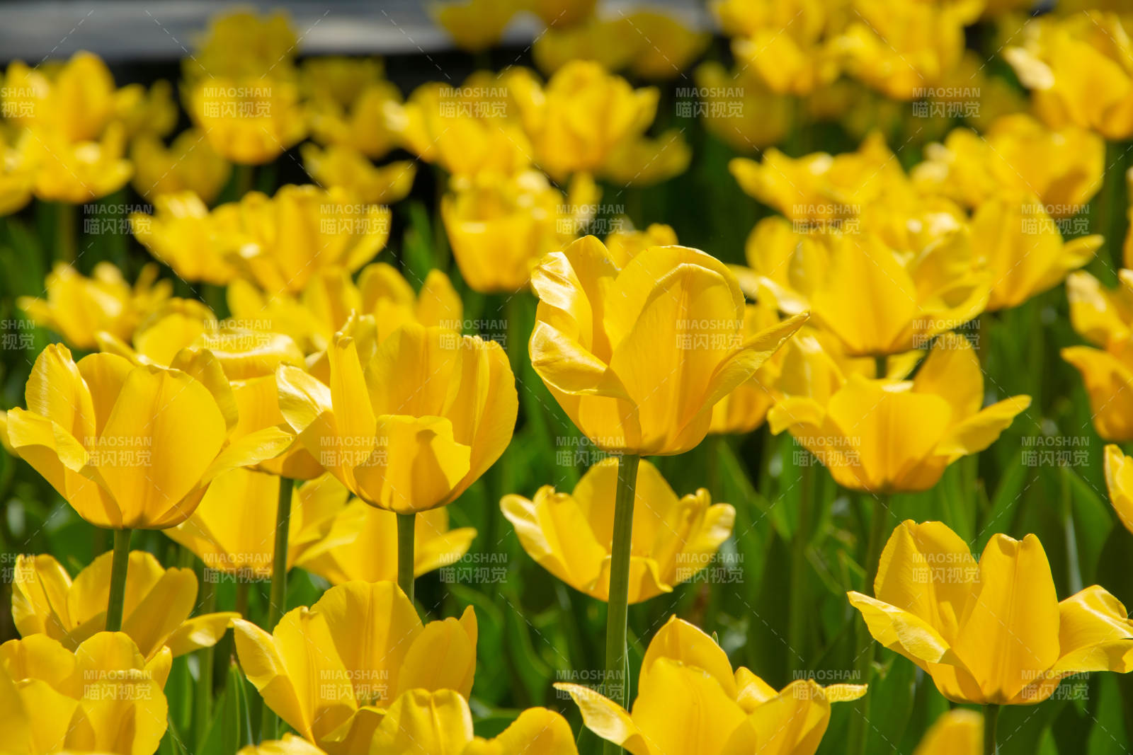 金黄郁金香盛开图片