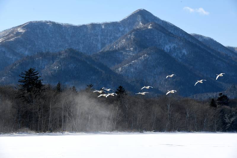 雪山飞鸟图图片