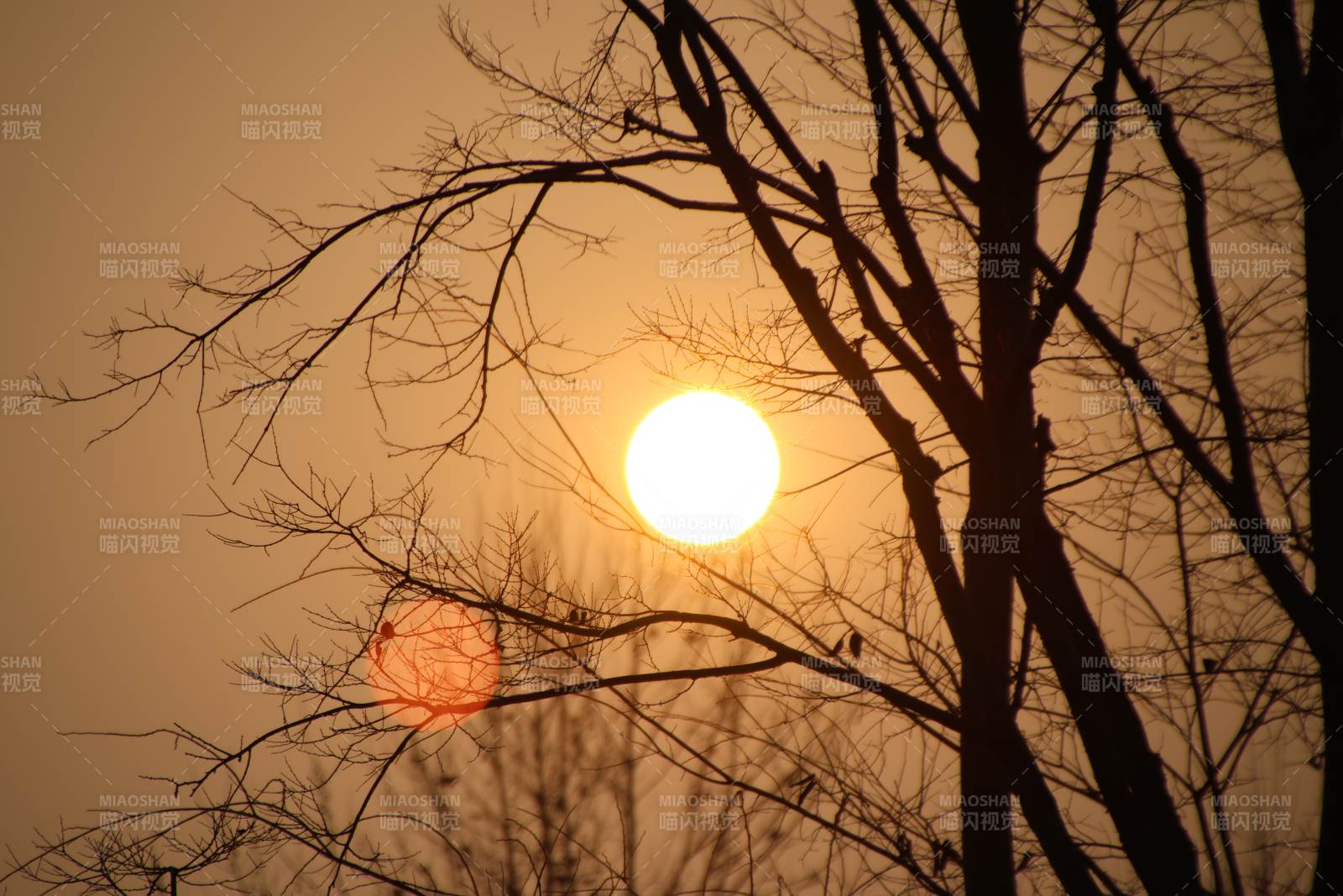 夕阳透过枯枝图片