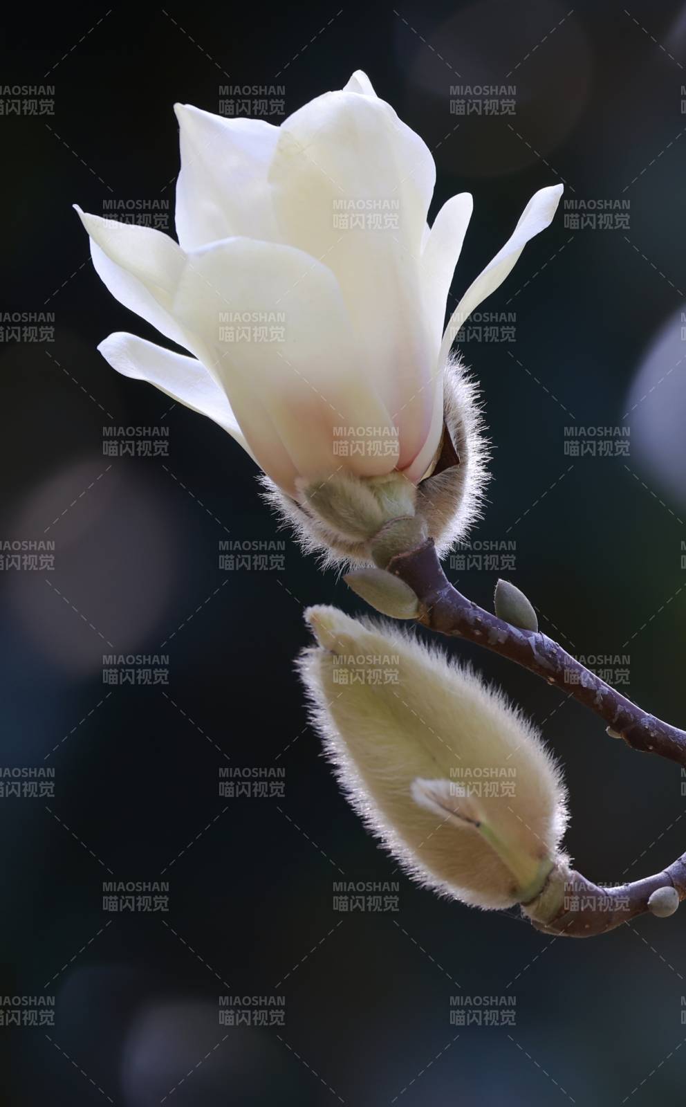 玉兰绽放 静谧之美图片