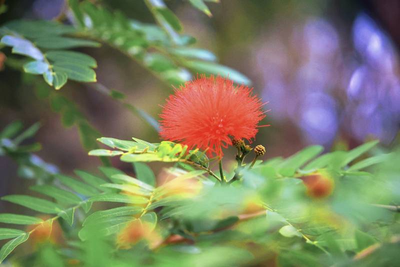 红绒花绽放枝头图片