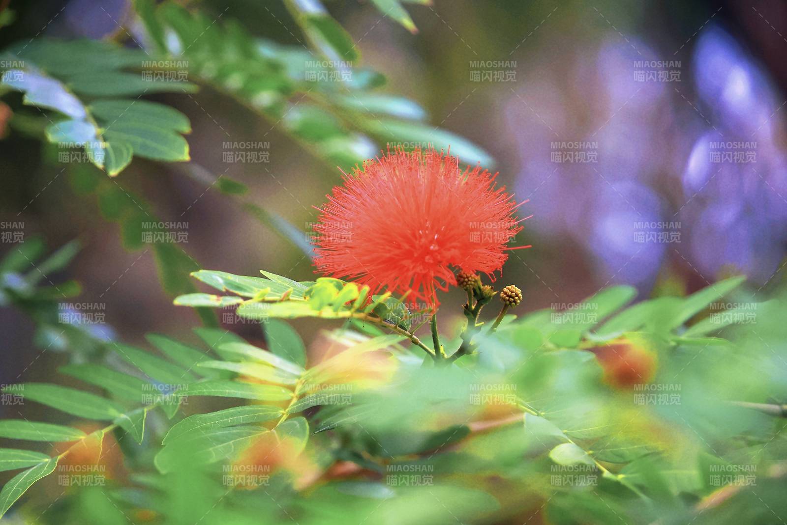 红绒花绽放枝头图片