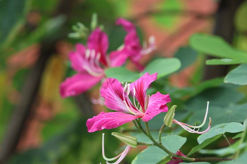紫荆花绽放枝头图片