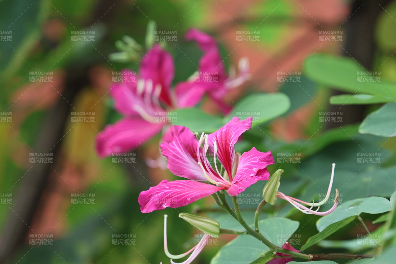 紫荆花绽放枝头图片