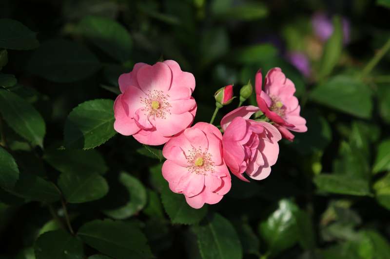 粉玫瑰绽放枝头图片