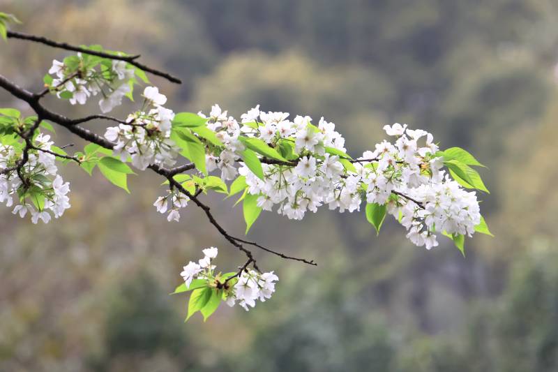 樱花绽放枝头图片