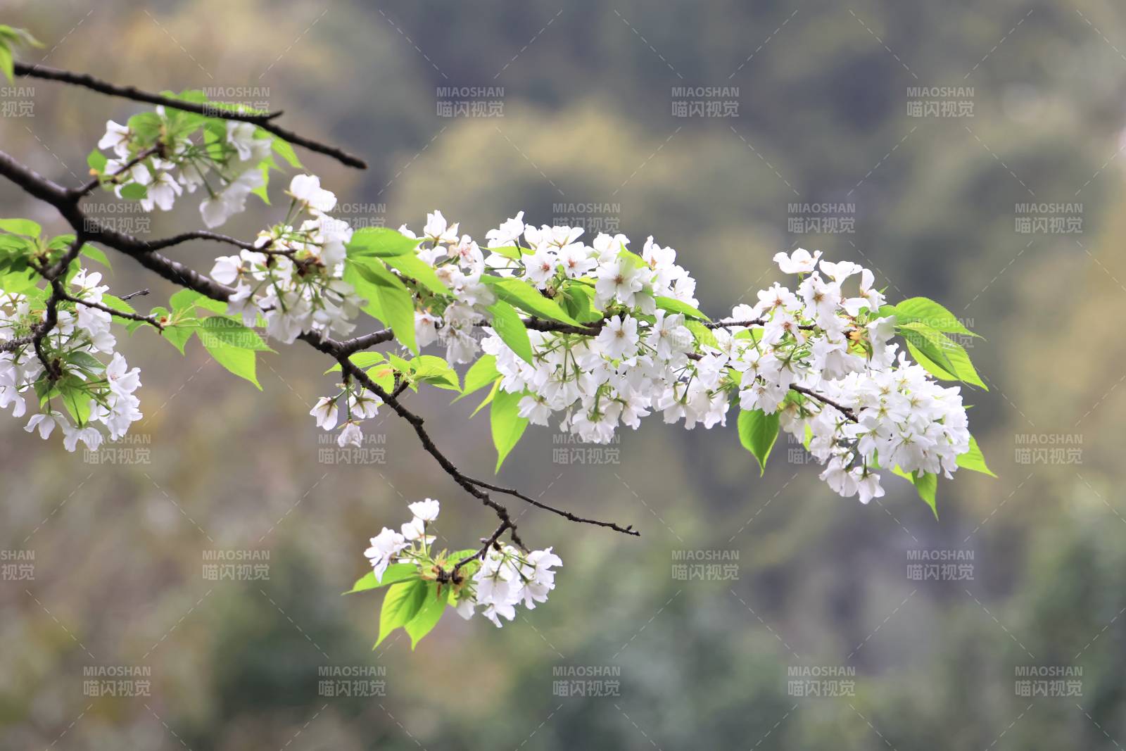 樱花绽放枝头图片