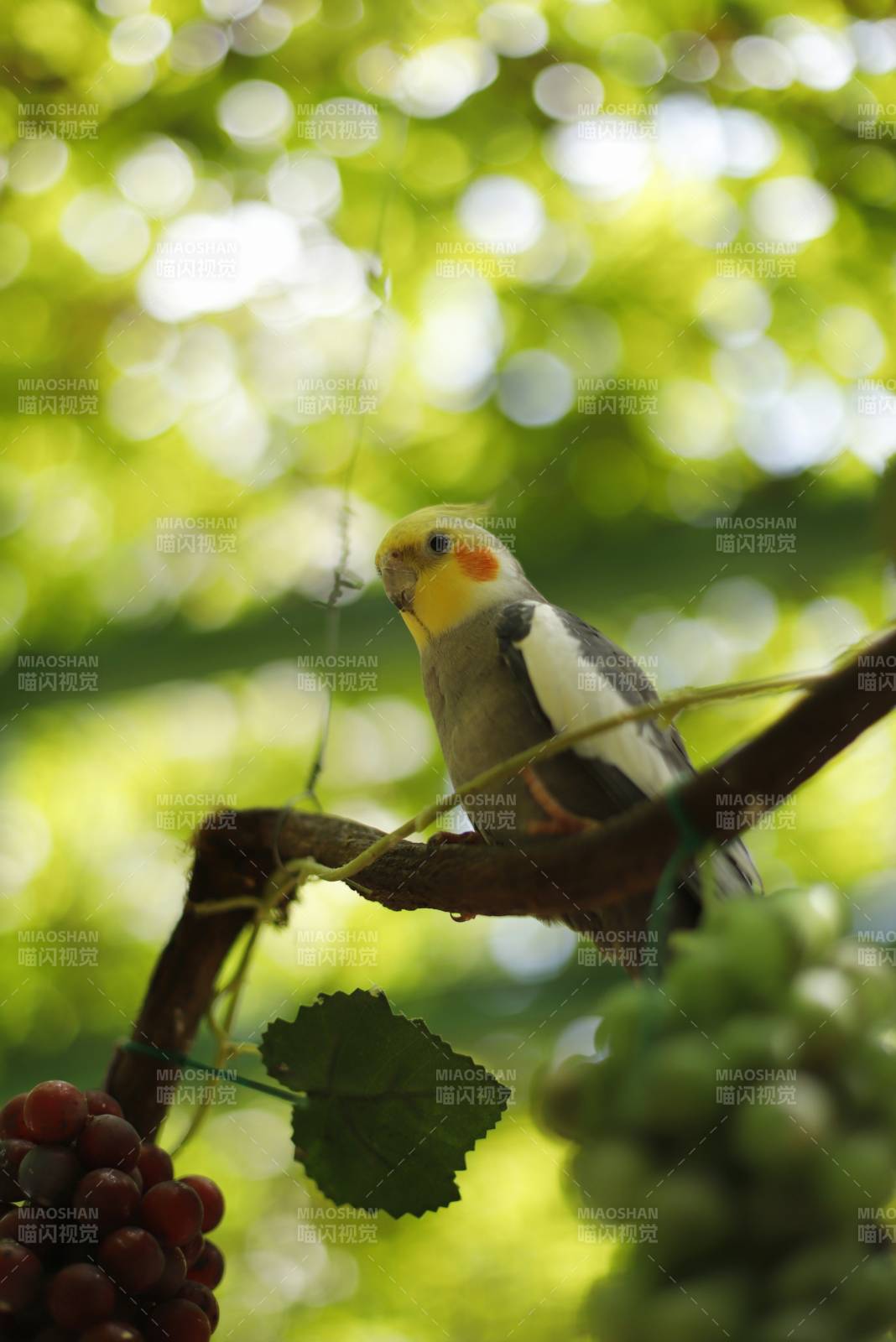 原始灰鹦鹉栖息葡萄藤图片