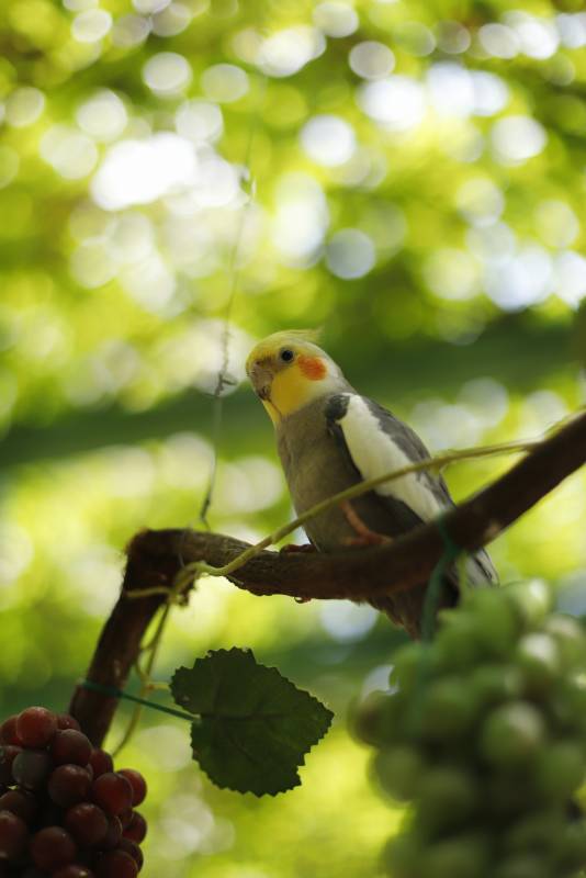 鹦鹉栖息葡萄藤图片