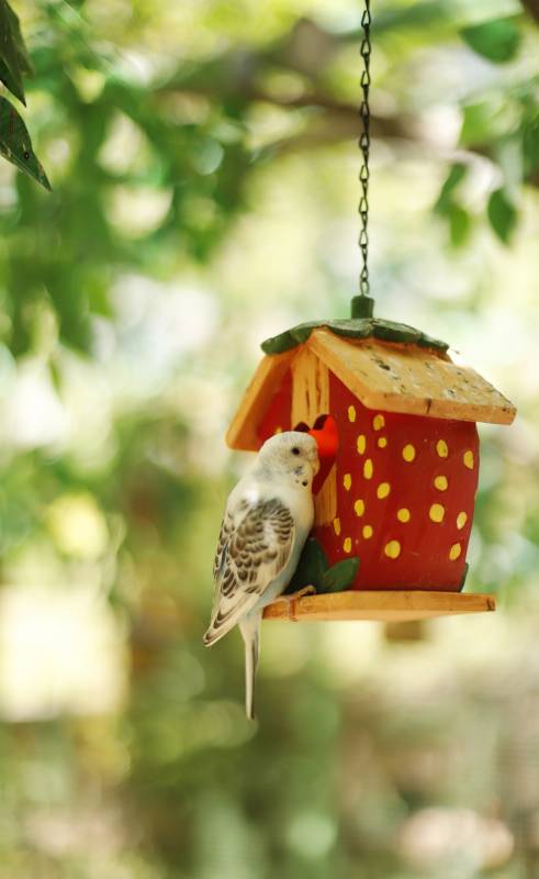 小鸟栖息鸟屋图片
