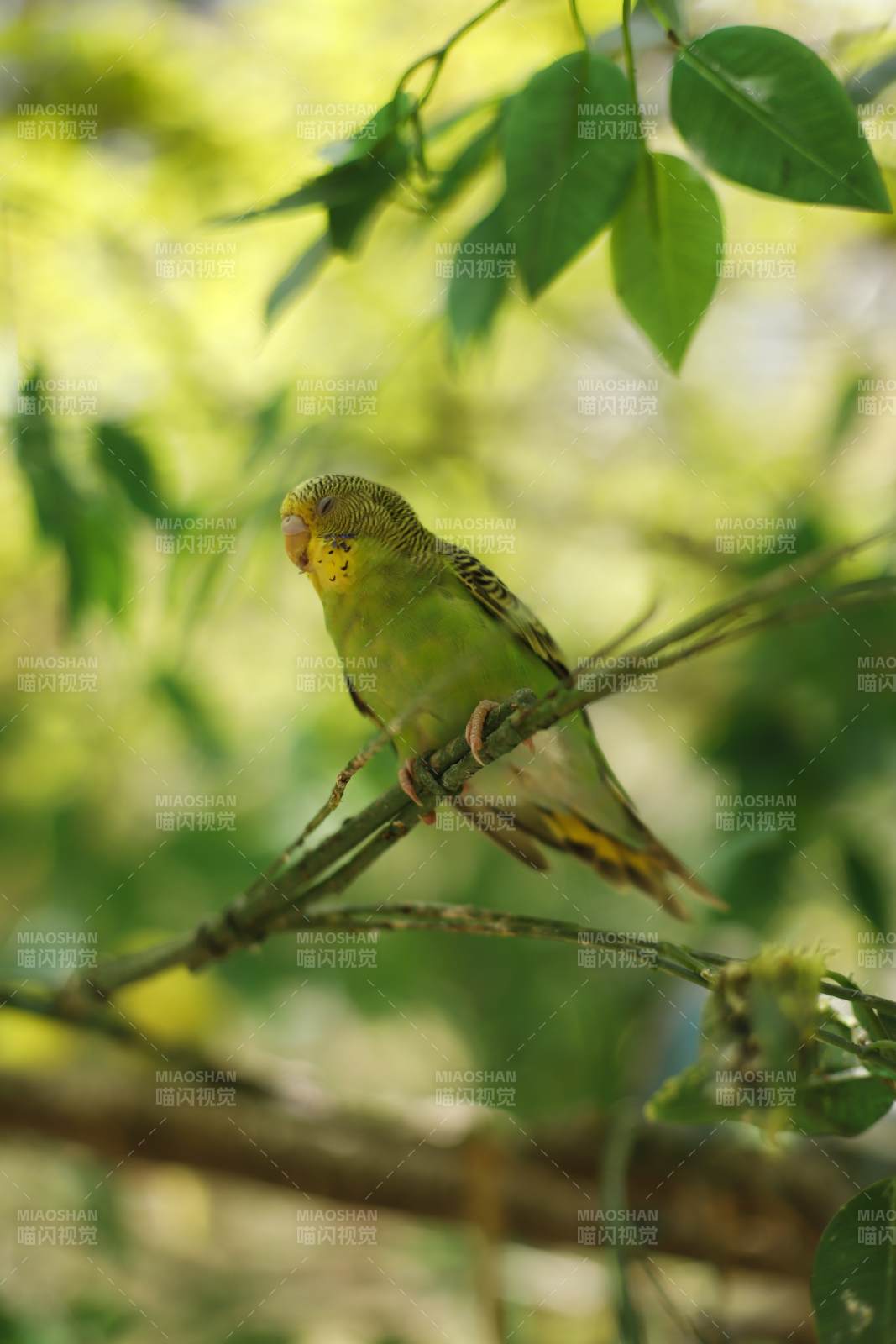 虎皮绿鹦鹉栖枝头图片