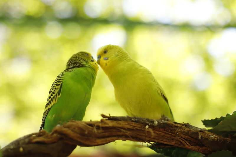 鹦鹉亲吻枝头图片