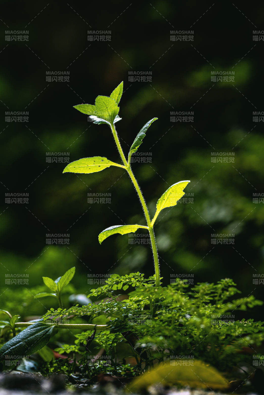 嫩芽破土 生机盎然图片