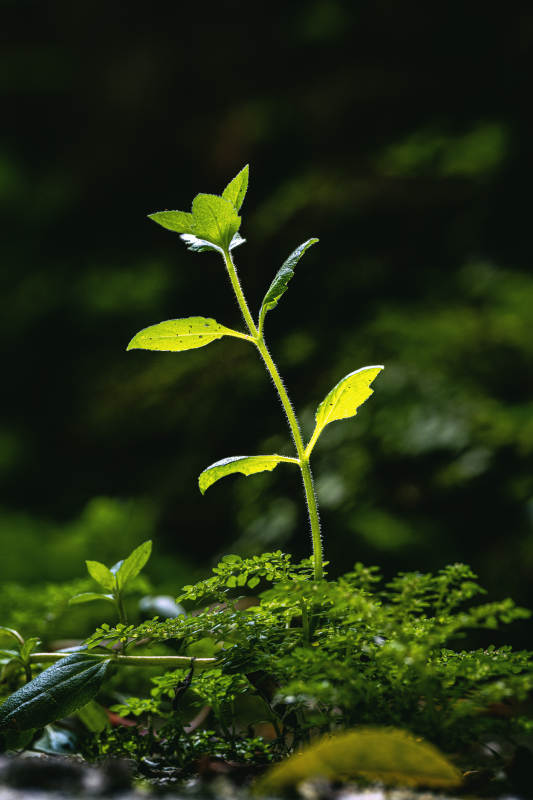 嫩芽破土 生机盎然图片