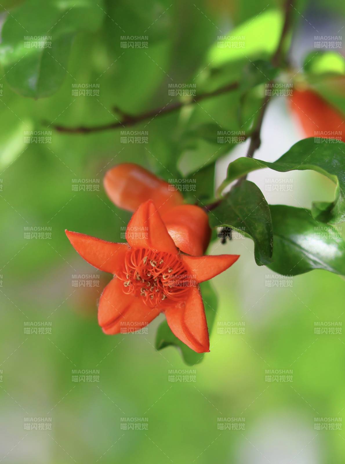 橙色花朵绽放枝头图片