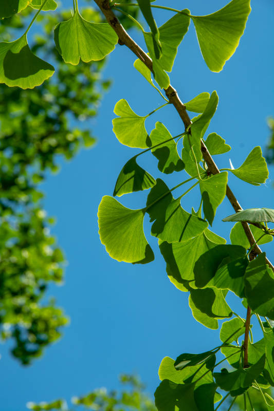 银杏叶映蓝天图片