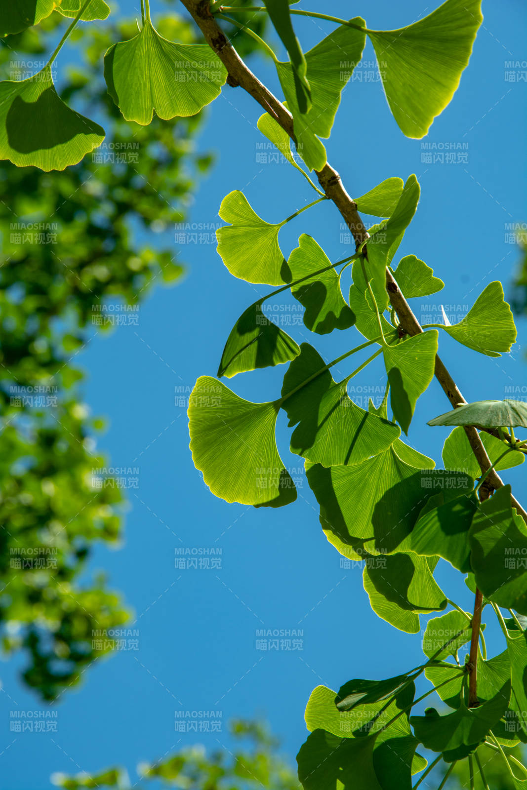 银杏叶映蓝天图片