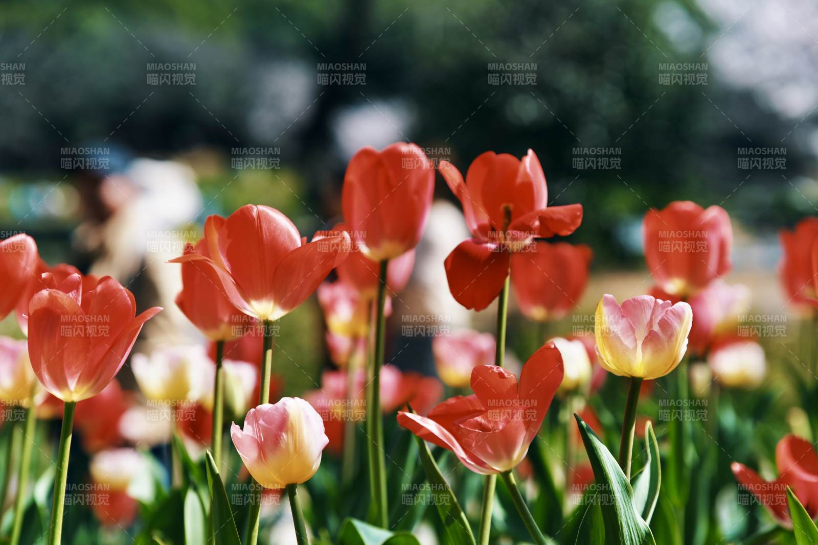 绚烂郁金香绽放图片