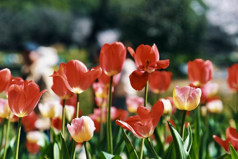 绚烂郁金香绽放图片