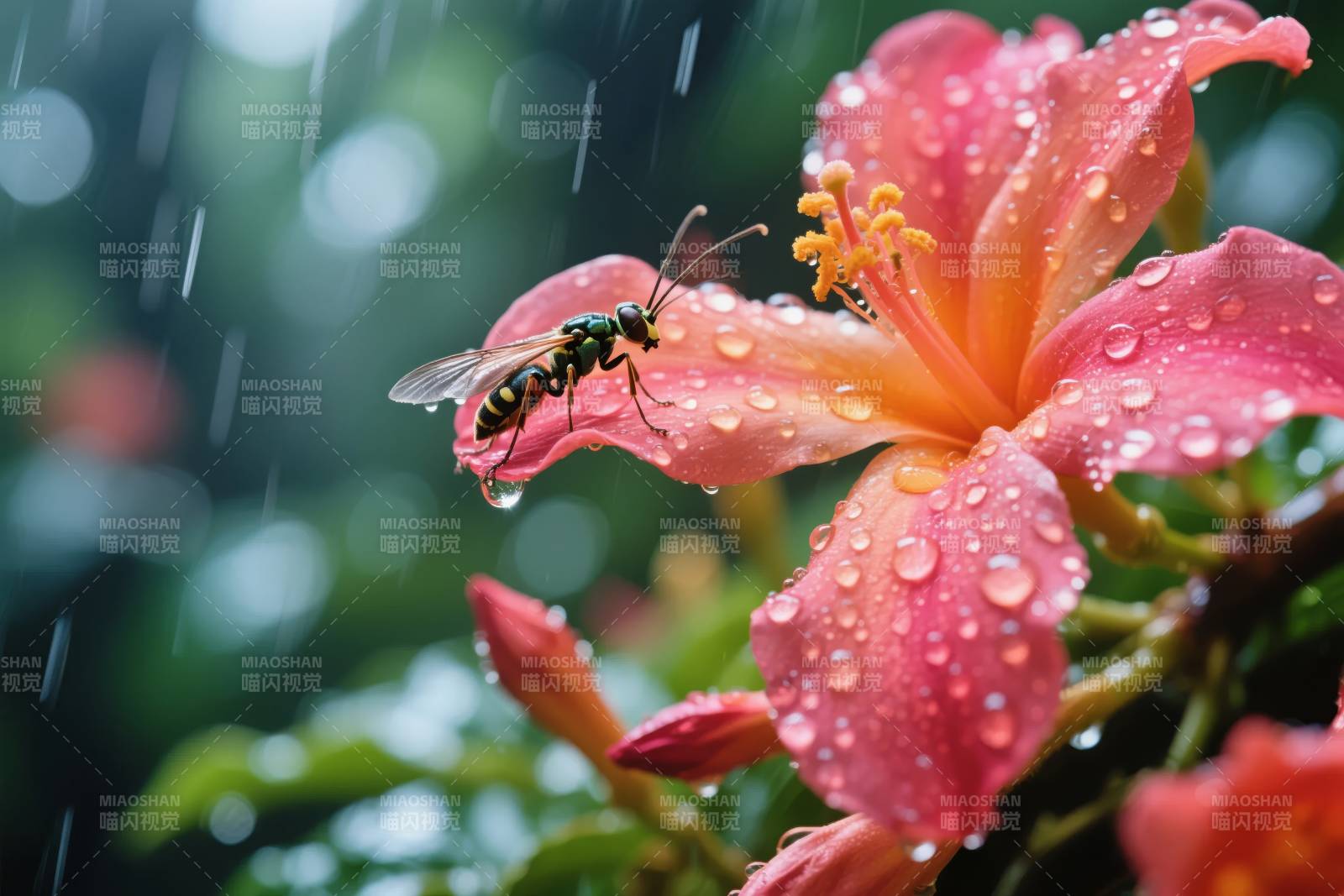 雨中花蝶共舞图片