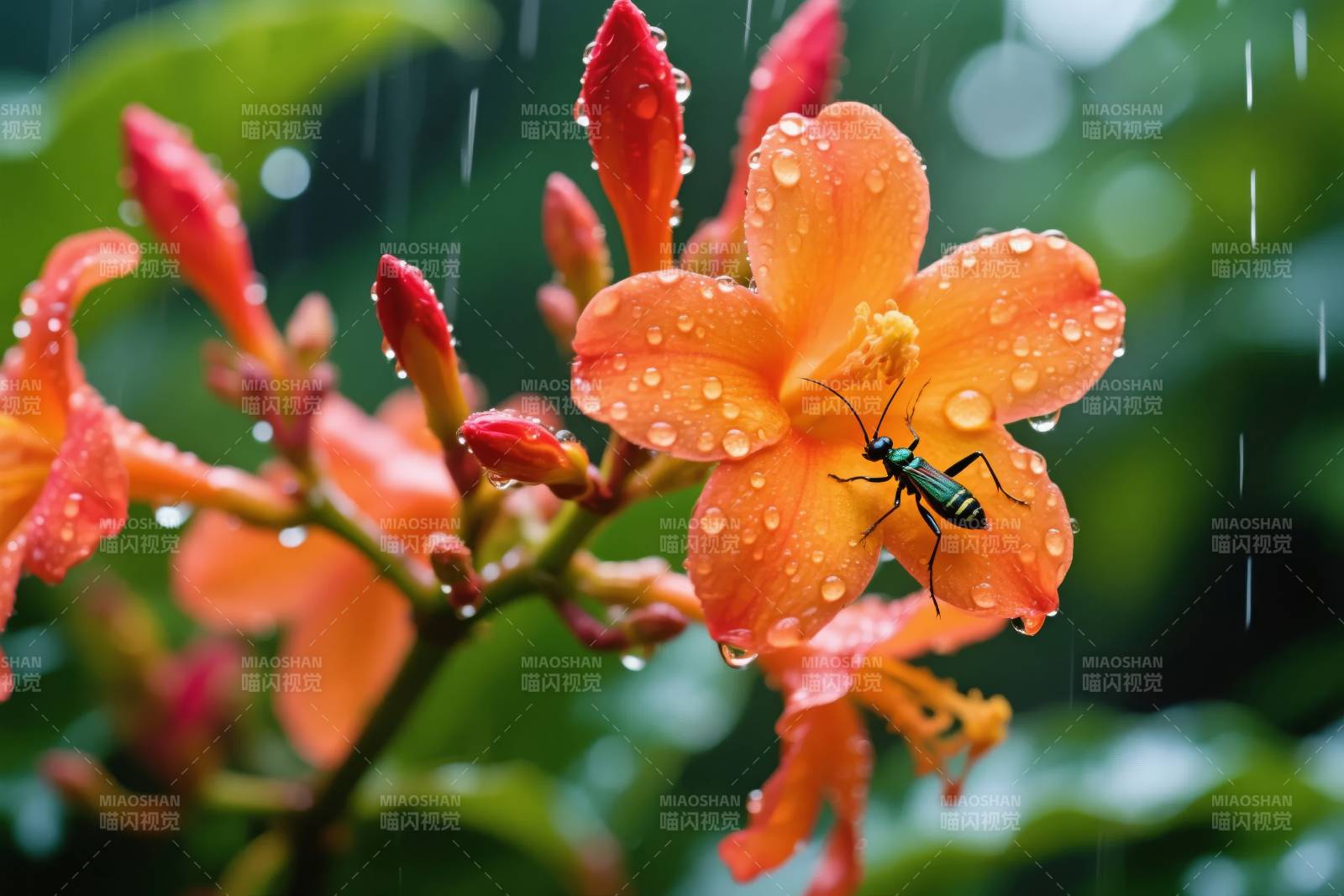 雨中花蝶共舞图片
