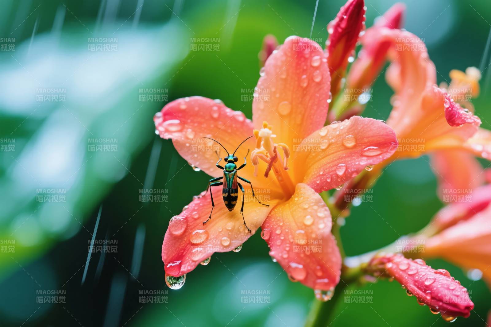 雨中花蝶共舞图片